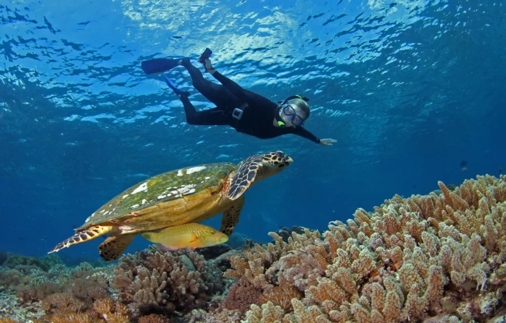 9.-About-Palau-Hawksbill-Inspection-Custom-1.jpg