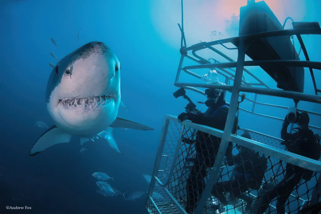 x-shark-and-cage