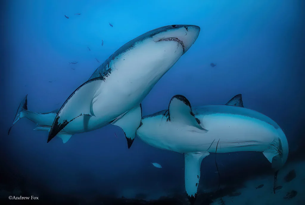 x2-shark-bitting
